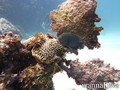 foto de buceo
