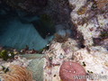 foto de buceo