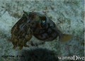 foto de buceo