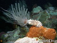 foto de buceo