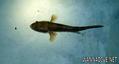 foto de buceo