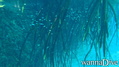 foto de buceo