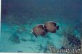 foto de buceo