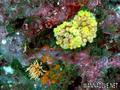foto de buceo