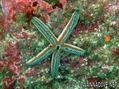 foto de buceo