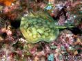 foto de buceo