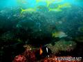 foto de buceo