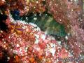 foto de buceo