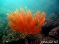 foto de buceo