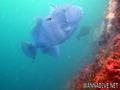 foto de buceo