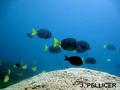 foto de buceo