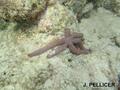 foto de buceo