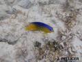 foto de buceo