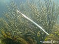 foto de buceo