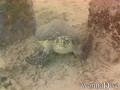 foto de buceo