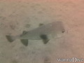 foto de buceo