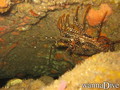 foto de buceo