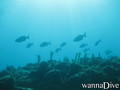foto de buceo