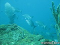 foto de buceo