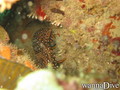 foto de buceo