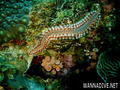 foto de buceo