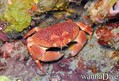 foto de buceo