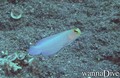 foto de buceo