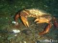 foto de buceo
