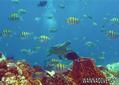 foto de buceo