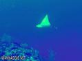 foto de buceo
