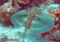 foto de buceo