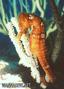 foto de buceo