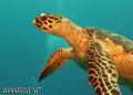 foto de buceo