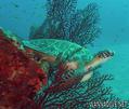 foto de buceo
