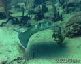 foto de buceo