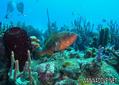 foto de buceo