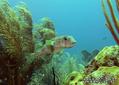 foto de buceo