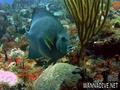 foto de buceo