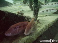 foto de buceo