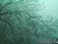foto de buceo