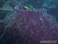 foto de buceo