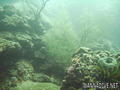 foto de buceo