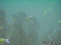 foto de buceo