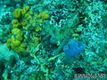 foto de buceo
