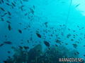 foto de buceo