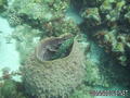 foto de buceo