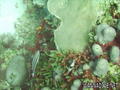 foto de buceo