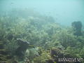 foto de buceo
