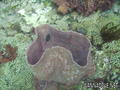 foto de buceo