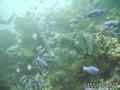 foto de buceo